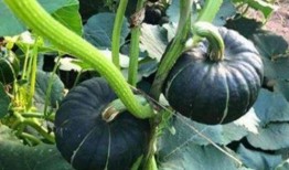 网红吃瓜聊天,揭秘娱乐圈幕后故事